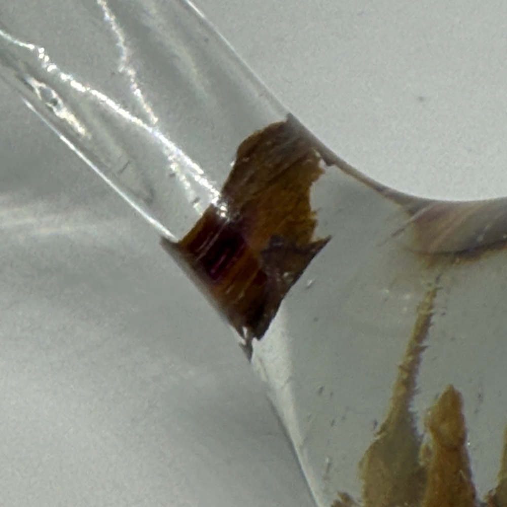 Unique Resin Elegant Bird Figurine - Brown and Clear - Picture 7 of 12